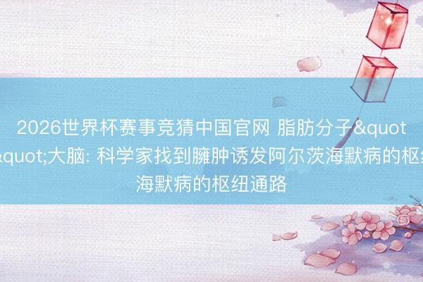 2026世界杯赛事竞猜中国官网 脂肪分子"入侵"大脑: 科学家找到臃肿诱发阿尔茨海默病的枢纽通路